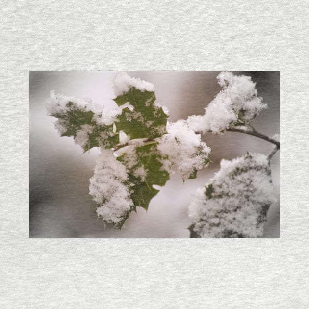 snow covered holly leaves by DlmtleArt